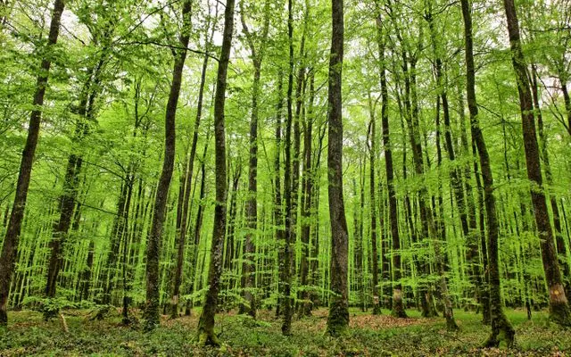 Umweltschutz -Rote Gummistiefel auf nassem Holzboden